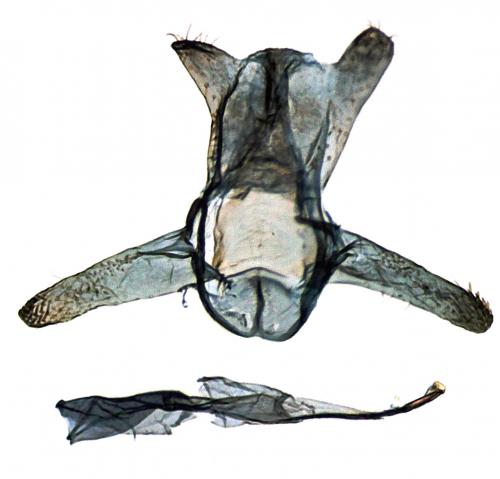 Bucculatrix nigricomella